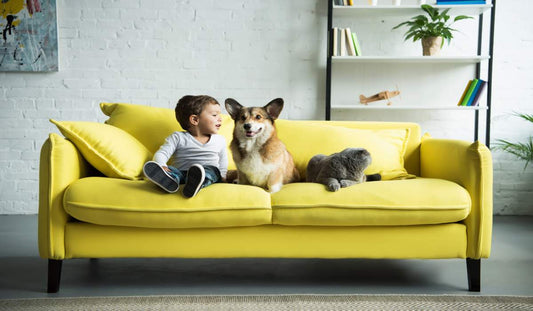 Create a Stylish Yet Pet-Friendly Home