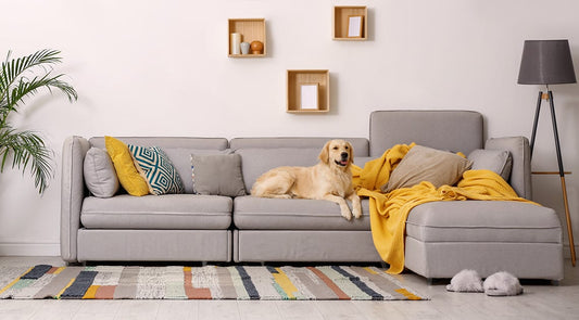Pet-Friendly Home Decor Ideas