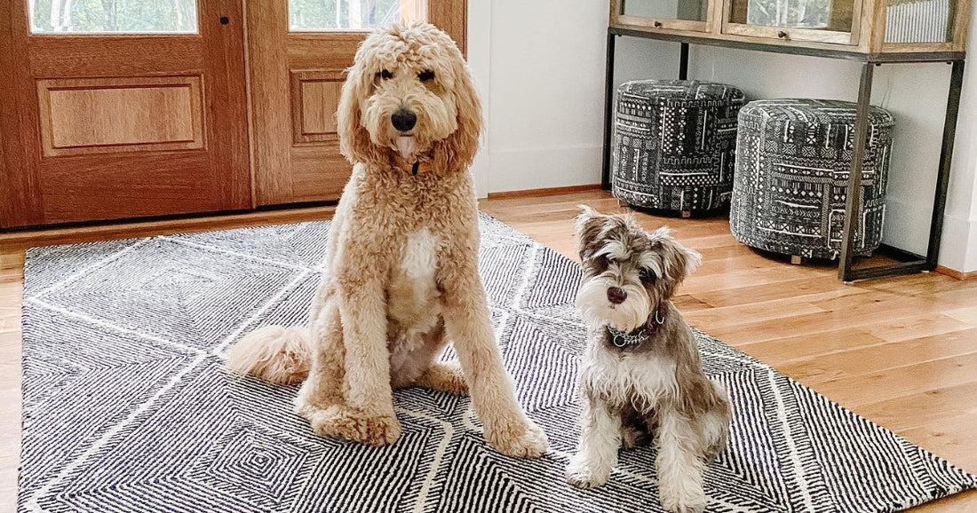 Two adorable dogs sitting on a black and white patterned rug in a cozy entryway with wooden floors.
